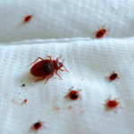 punaise de lit mesnuisibles