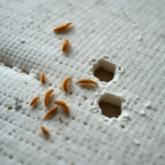 larve d'anthrène matelas